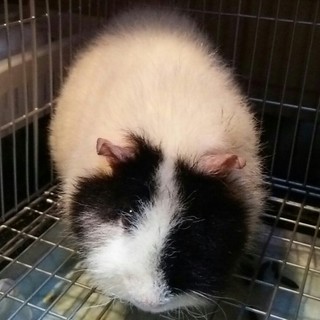 テディモルモット