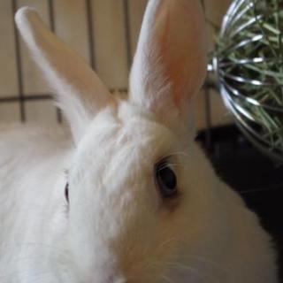 大阪で保護している【福岡遺棄うさぎさん】おかあさん