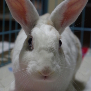 大阪で保護している【福岡遺棄うさぎさん】ぽぽ君 