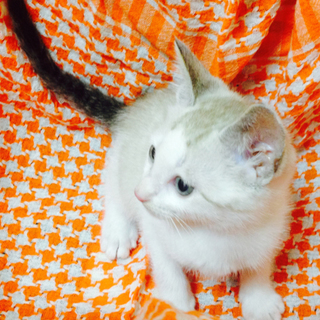 セピア色、ブルーアイのシャムmix