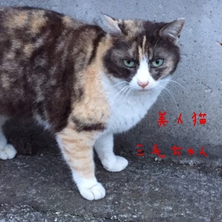 三毛ちゃん！