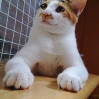 人懐っこく甘えん坊の三毛猫さんです