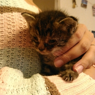 キャンセル出た為再度募集★人懐っこい子猫です★