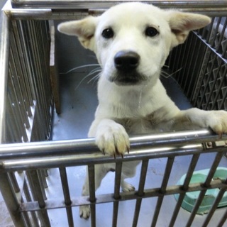 …家族に迎えていただけませんか…白 女の子