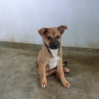 …家族に迎えていただけませんか…茶色 女の子