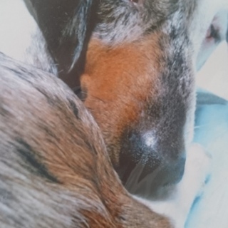 ミニチュアダックスフンドスムース２匹