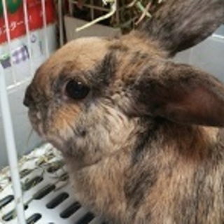＊交渉中＊保護うさぎ　里親さま募集