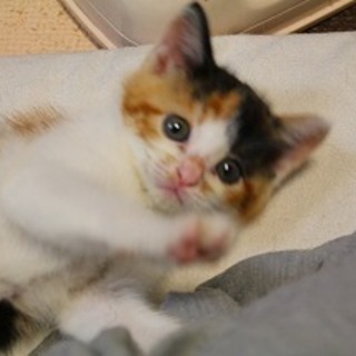 生後1.5ヶ月　三毛ちゃんの里親様になって下さい