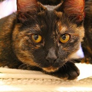 サビ猫ちゃん１歳の里親様になって下さい