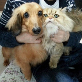 ミニチュアダックス/オス/7歳/人懐っこい