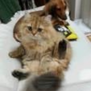 ペルシャ/メス/2歳/甘えん坊