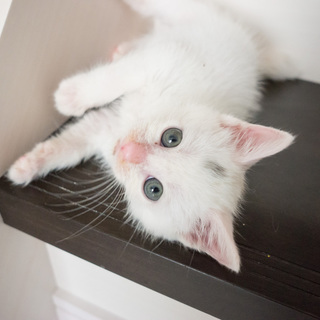 里親さんが決まりました。ありがとうございました！