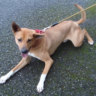 お散歩ダイスキ！！足長3歳位の元気な男の子
