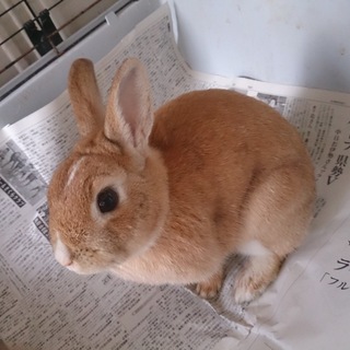 うさぎ メス もうすぐ1歳
