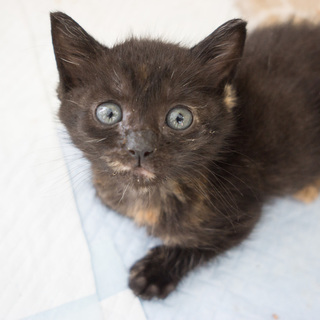 里親さん決定しました。ありがとうございました！