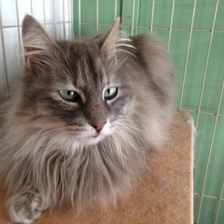 メインクーン？とっても美しいフワちゃんです