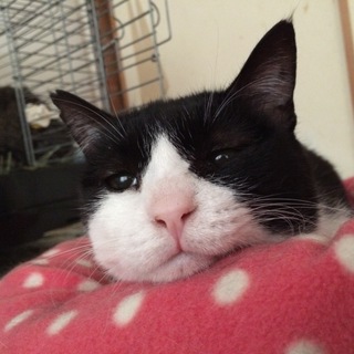 目が小さいけど、性格は可愛い