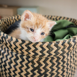 里親さん決まりました！ありがとうございした。