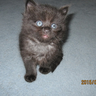 かわいいオテンバ黒の子猫ちゃん