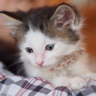 2か月くらいの子ねこ＠キジ白女の子