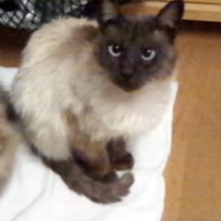 ポイントさん。　シャムっぽい女の子　三歳くらい