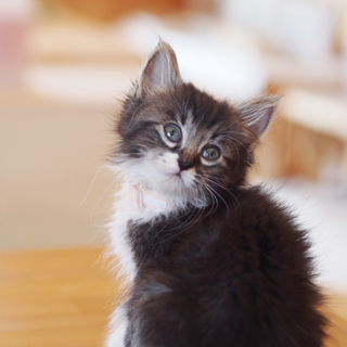 ※募集一時停止いたします※