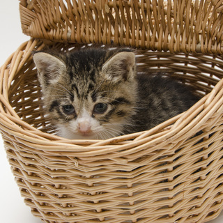 里親さん決定しました。ありがとうございました！