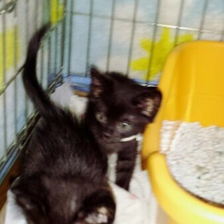 黒猫ちゃん2匹の兄弟です！