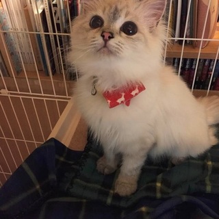 多頭崩壊ペルシャ　かわいい69号