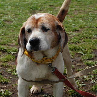 おっとりなビーグルの桃華(ももか)です。