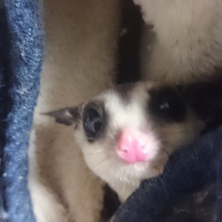 白内障のフクロモモンガ