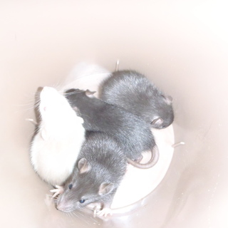 ラットが生まれました　すべて引き取りの方優先です。