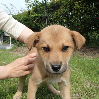 元気で人なつっこい2ヶ月位の男の子です。