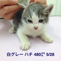 ②Ｈ27年4月上旬生まれ男の子ニャンコ②