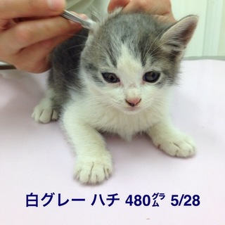 ②Ｈ27年4月上旬生まれ男の子ニャンコ②