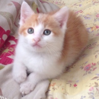 茶トラ×白のオス。マイペースです！