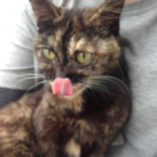 子猫を保護しました