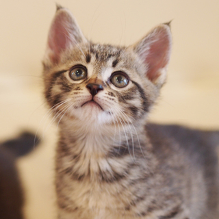 キジくんの飼い主さん募集