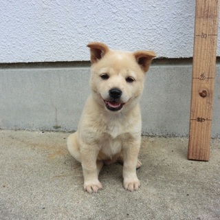 …家族に迎えていただけませんか…ピコちゃん 女の子