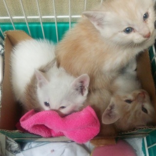 現在5名様と交渉中。一旦、募集終了とします。