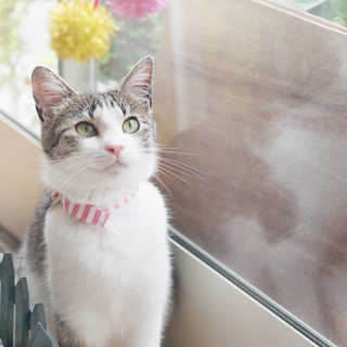 アメリちゃん（仮）の飼い主さん募集