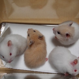 5/5生まれゴールデンハムスター長毛4匹