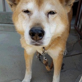 〜代理投稿〜飼い主申告１９歳の柴犬