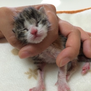 生まれたての子猫