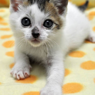 三毛猫の男の子★キャラ君