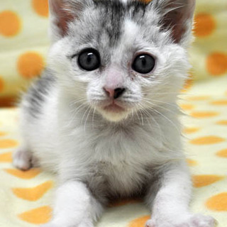 大きな目の女の子★メルちゃん