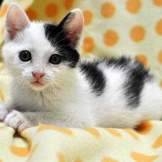 ベレー帽被ってる?!な模様のコーン君