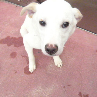 家族募集！！元気な２兄弟・1歳弱の小ぶりな中型犬