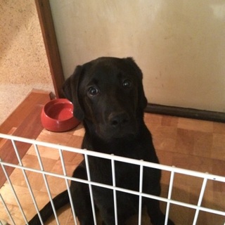 黒ラブ 4ヶ月の女の子