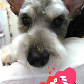 大きな瞳の賢い子☆Ｍシュナウザー♀